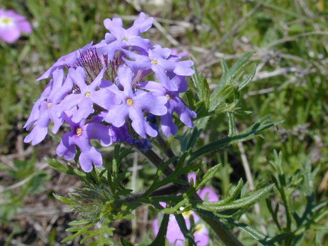 Glandularia bipinnatifida var. bipinnatifida (Prairie verbena) #12908