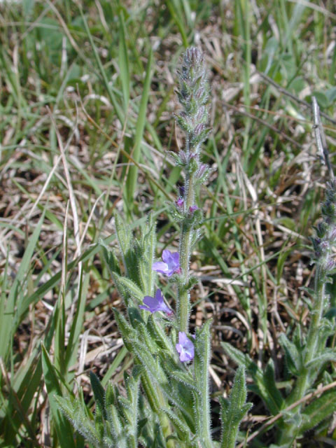 Verbena canescens (Gray vervain) #12909