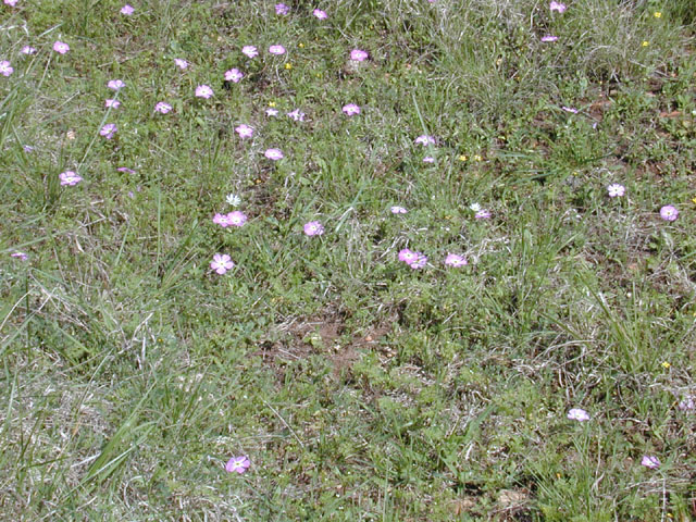 Phlox roemeriana (Goldeneye phlox) #12911