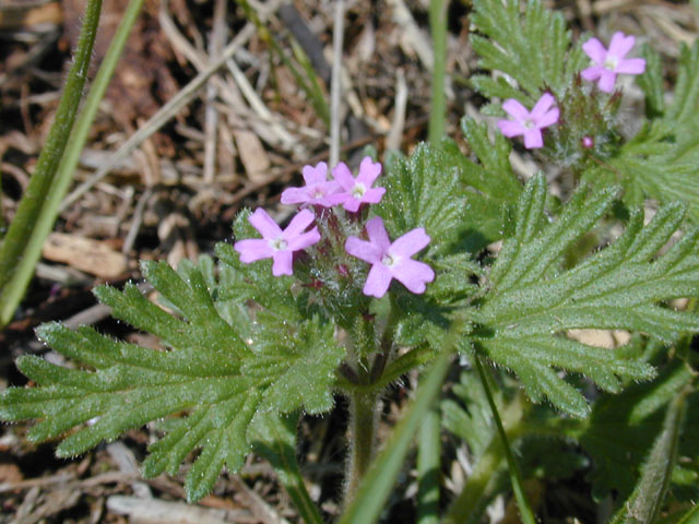 Glandularia pumila (Dwarf vervain) #12912