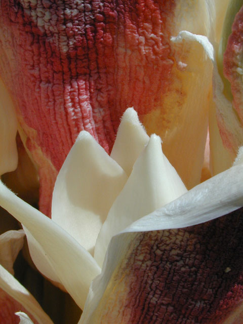 Yucca treculeana (Spanish dagger) #12933