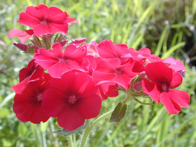 Phlox drummondii (Annual phlox) #12939