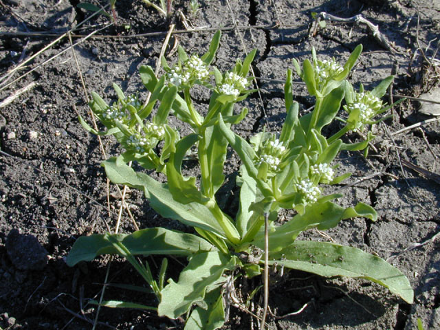 Valerianella radiata (Beaked cornsalad) #12974