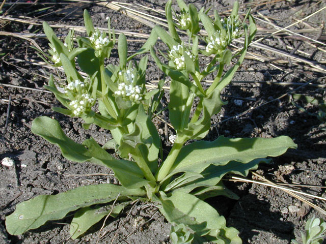 Valerianella radiata (Beaked cornsalad) #12975