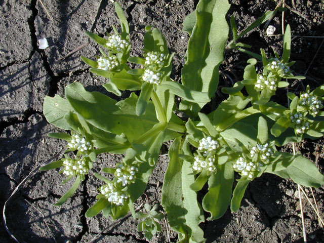 Valerianella radiata (Beaked cornsalad) #12976