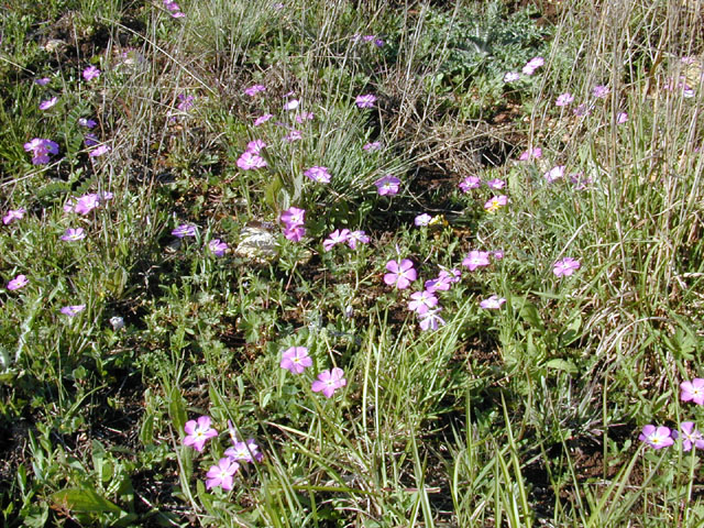 Phlox roemeriana (Goldeneye phlox) #12977