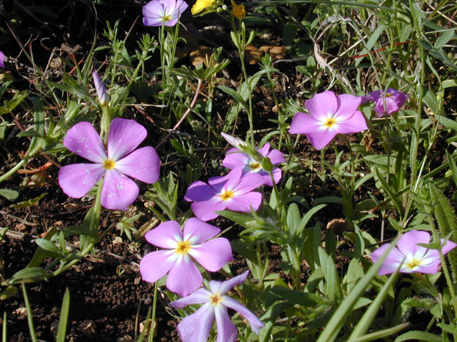 Phlox roemeriana (Goldeneye phlox) #12978