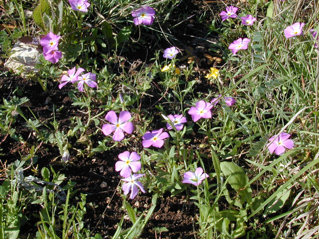 Phlox roemeriana (Goldeneye phlox) #12982