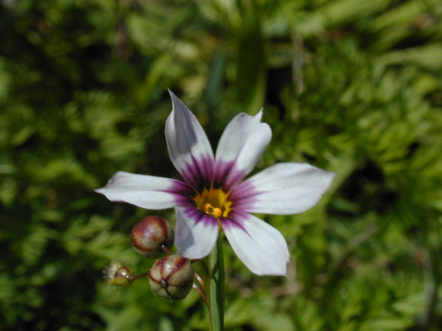 Sisyrinchium minus (Dwarf blue-eyed-grass) #13029