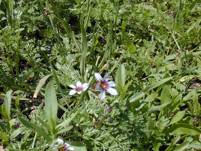 Sisyrinchium minus (Dwarf blue-eyed-grass) #13030