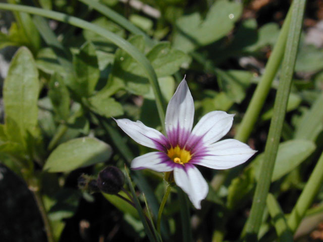 Sisyrinchium minus (Dwarf blue-eyed-grass) #13031