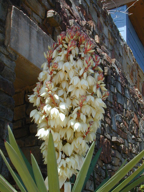 Yucca treculeana (Spanish dagger) #13033