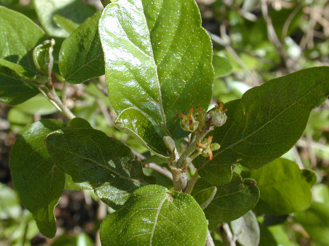 Croton alabamensis var. texensis (Texabama croton) #13049