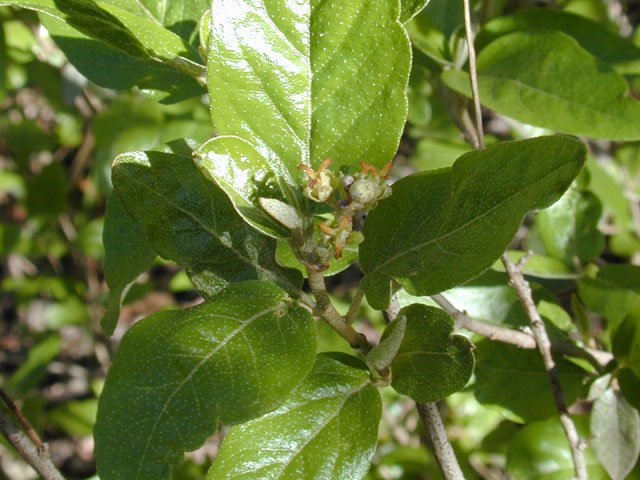 Croton alabamensis var. texensis (Texabama croton) #13050