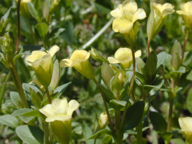 Mecardonia procumbens (Baby jump-up) #13053