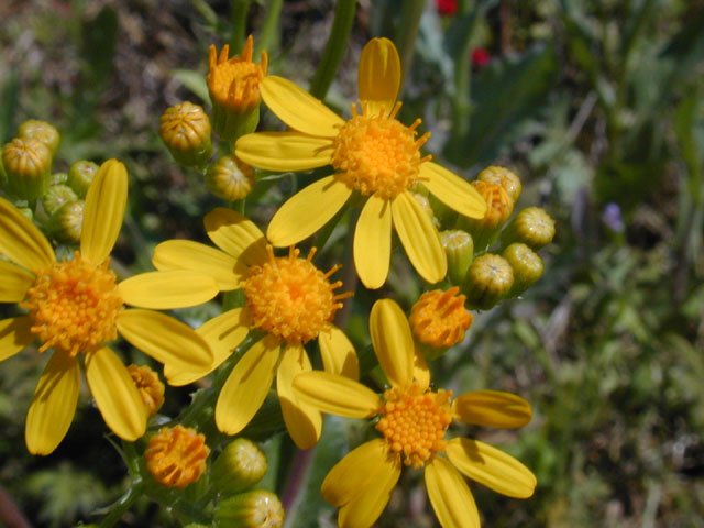 Senecio ampullaceus (Texas ragwort) #13067