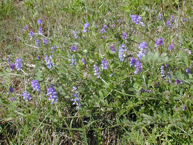 Vicia ludoviciana ssp. ludoviciana (Deer pea vetch) #13070