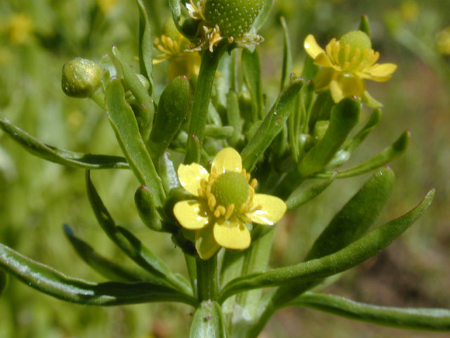 Ranunculus sceleratus var. sceleratus (Cursed buttercup) #13074