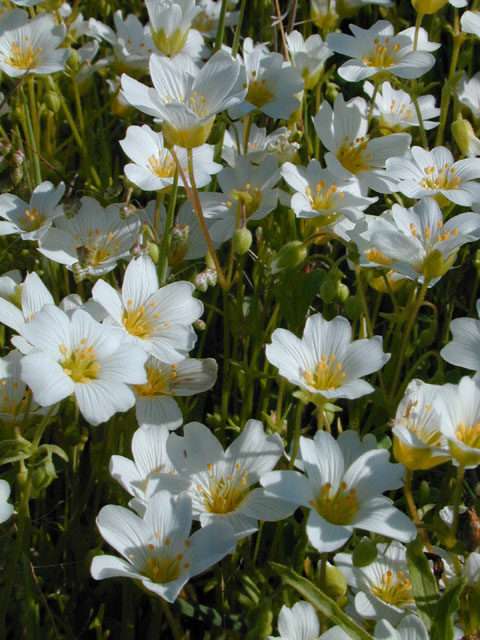 Minuartia drummondii (Drummond's stitchwort) #13076