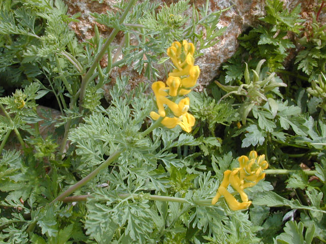 Corydalis curvisiliqua (Curvepod fumewort) #13107