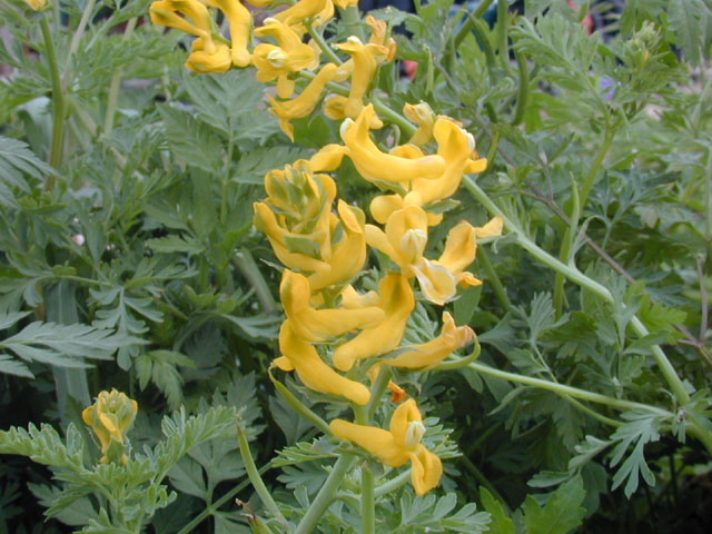 Corydalis curvisiliqua (Curvepod fumewort) #13112