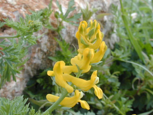 Corydalis curvisiliqua (Curvepod fumewort) #13114