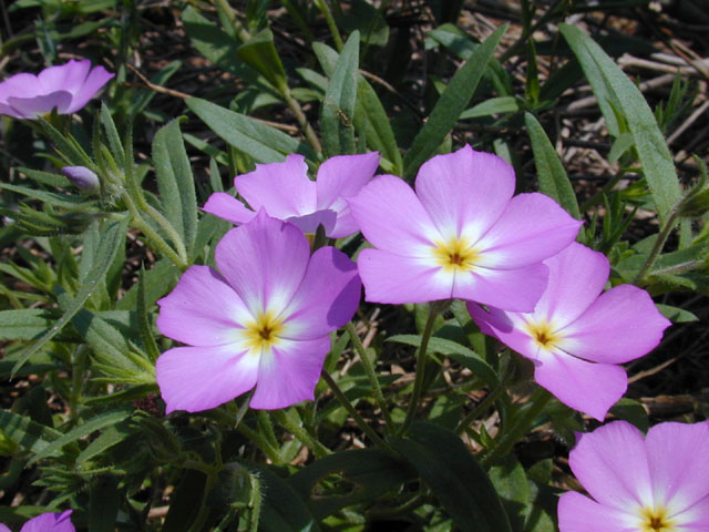 Phlox roemeriana (Goldeneye phlox) #13120