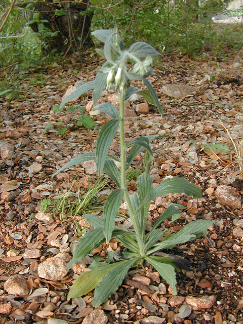 Onosmodium bejariense var. bejariense (Soft-hair marbleseed) #13126