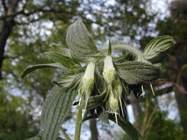 Onosmodium bejariense var. bejariense (Soft-hair marbleseed) #13129