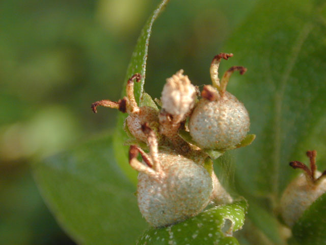 Croton alabamensis var. texensis (Texabama croton) #13131