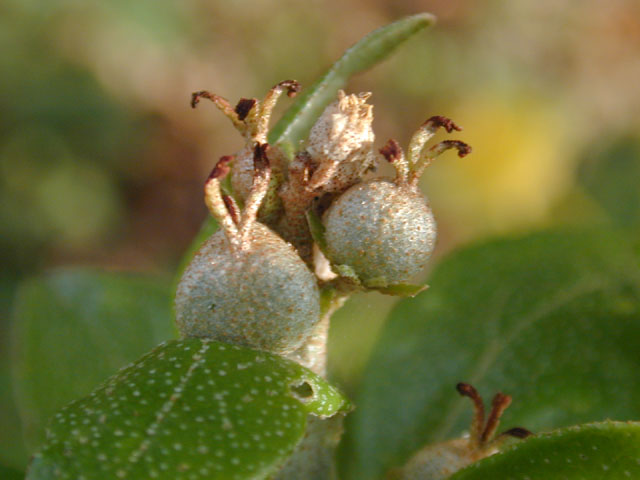 Croton alabamensis var. texensis (Texabama croton) #13132