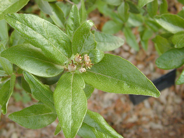 Croton alabamensis var. texensis (Texabama croton) #13134