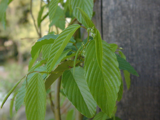 Berchemia scandens (Alabama supplejack) #13147