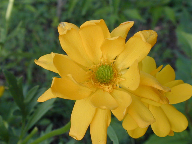 Ranunculus macranthus (Large buttercup) #13151