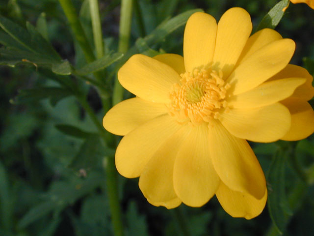 Ranunculus macranthus (Large buttercup) #13152