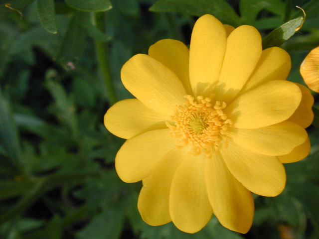 Ranunculus macranthus (Large buttercup) #13154