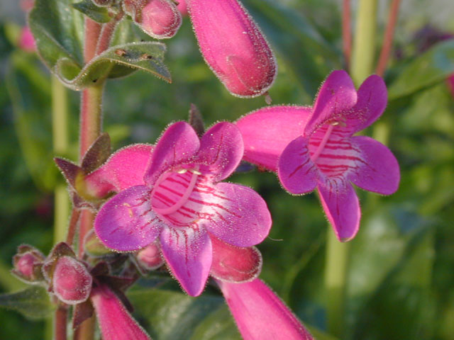 Penstemon triflorus (Hill country penstemon) #13156