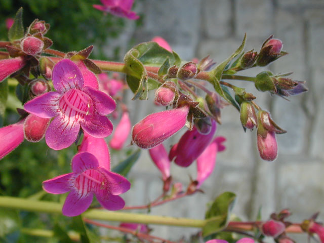 Penstemon triflorus (Hill country penstemon) #13157