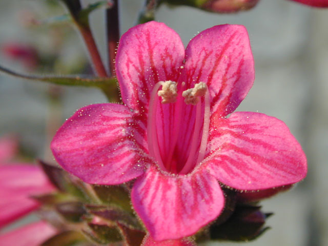 Penstemon triflorus (Hill country penstemon) #13159