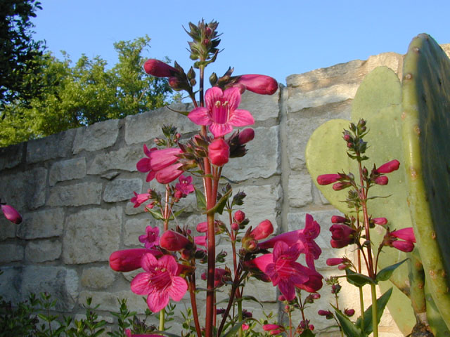 Penstemon triflorus (Hill country penstemon) #13160