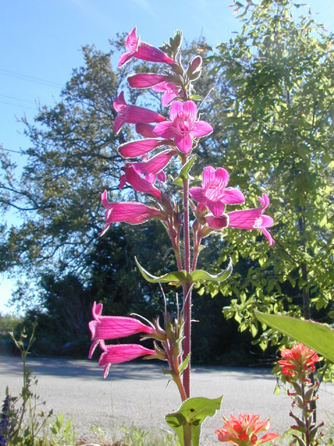 Penstemon triflorus (Hill country penstemon) #13185