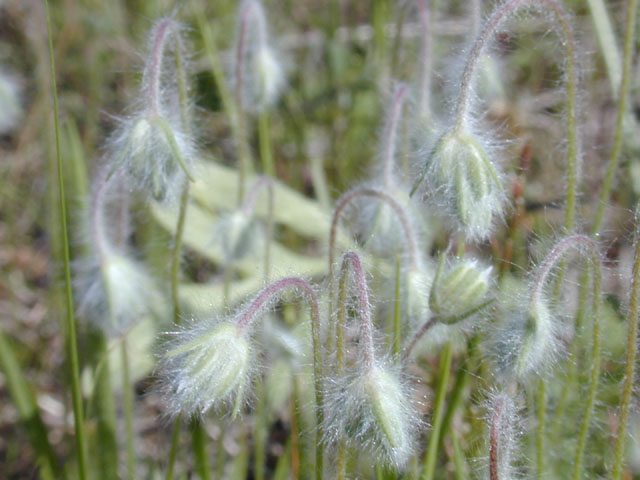 Plantago helleri (Heller's plantain) #13207