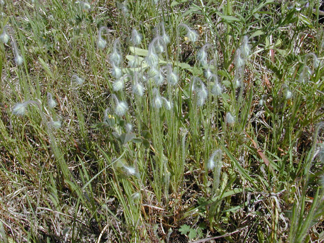 Plantago helleri (Heller's plantain) #13208