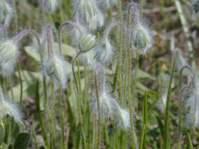 Plantago helleri (Heller's plantain) #13209