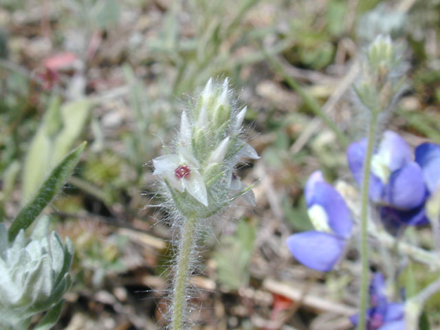 Plantago helleri (Heller's plantain) #13210