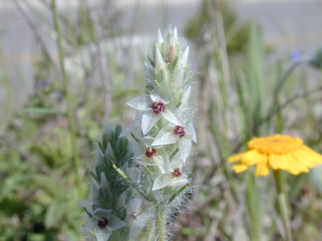 Plantago helleri (Heller's plantain) #13211