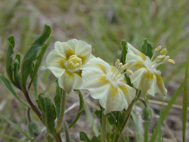 Chamaesaracha edwardsiana (Edwards plateau five eyes) #13220