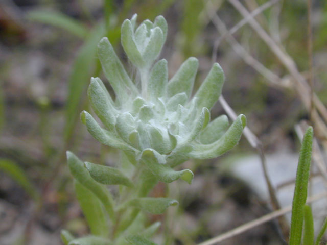 Evax prolifera (Bighead pygmycudweed) #13228