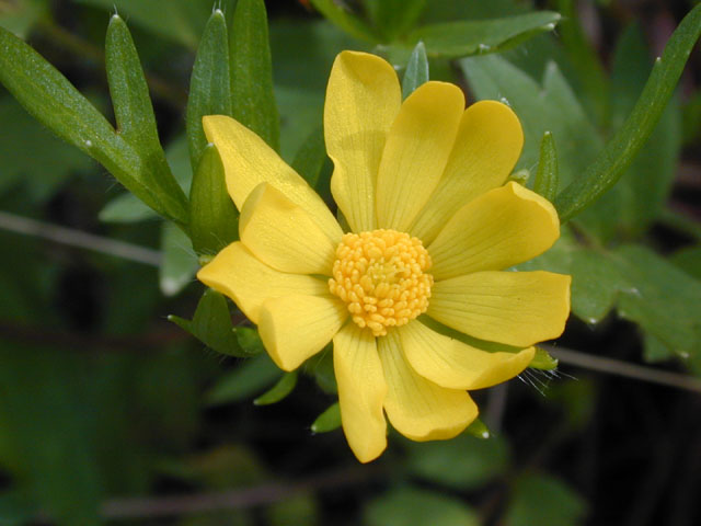 Ranunculus macranthus (Large buttercup) #13231