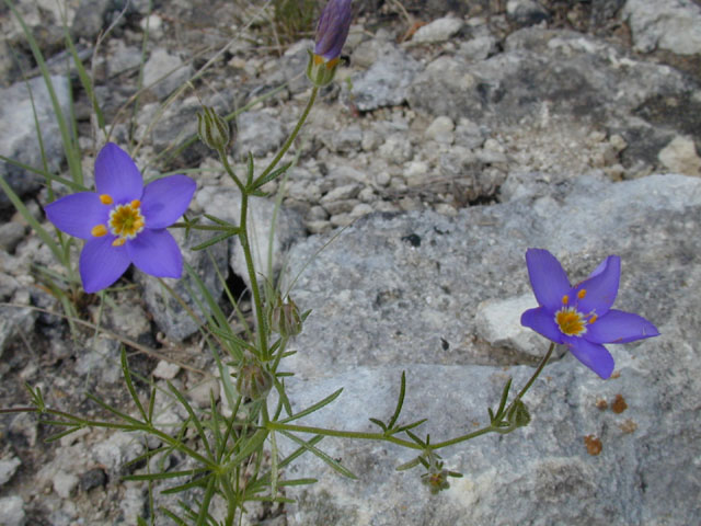 Giliastrum rigidulum (Bluebowls) #13236